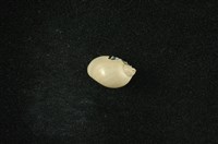 藏品(小椎實螺)的圖片